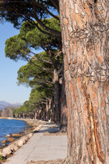 The Promenade along Lake Garda in Lombardy, Italy, runs between the towns of Lazise and Bardolino (vertical photo)