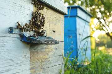 Fototapeta na wymiar Bees fly out and return to the hive in the summer. Flight of bees near the hive in the garden.