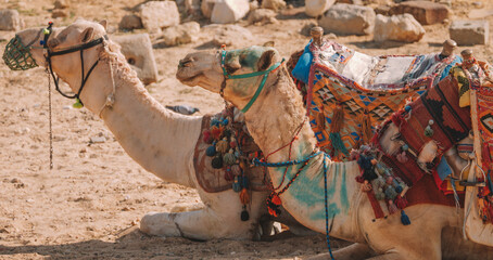 Camels In the Cairo Desert