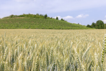A field of ripening wheat and hills with vineyards in northern italy (selective focus)