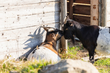 Two young goats are playing next to a barn in the countryside (selective focus)