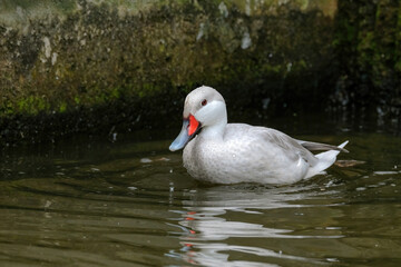 Fototapeta premium White-cheeked Pintail