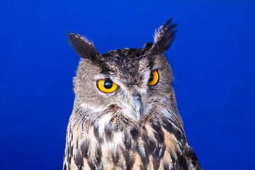 Royal owl in a display of birds of prey, power and size, detail of large bird, bird
