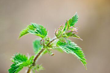 Close up of young mint plant aromatic. Shallow depth of field. Brown background
