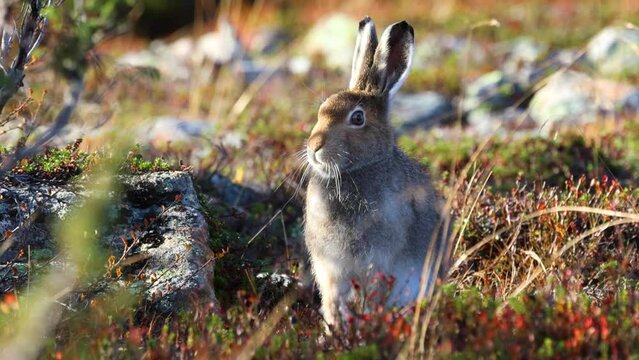 Mountain Hare, Lepus Timidus Sitting In The Middle Of Shrubs In Autumnal Urho Kekkonen National Park, Northern Finland	