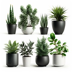 Fototapeta premium Vector set houseplant in pot, realistic front view. 3D Illustration green of indoor plant isolated on a white background. Generative AI