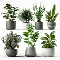Vector set houseplant in pot, realistic front view. 3D Illustration green of indoor plant isolated on a white background. Generative AI