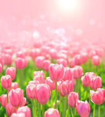 beautiful pink Tulips flowers in garden, natural abstract blurred background. Gentle floral...