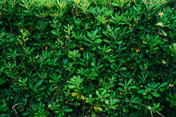 Close-up of grass, clover flower, bark mulch, and dry leaves in natural light. A detailed nature scene highlighting textures, growth, and organic contrast in a quiet outdoor environment.
