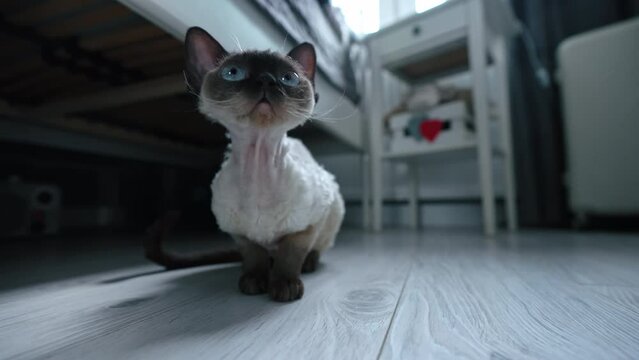 Tabby pointed Devon Rex cat with blue eyes sitting on a floor. High quality 4k footage