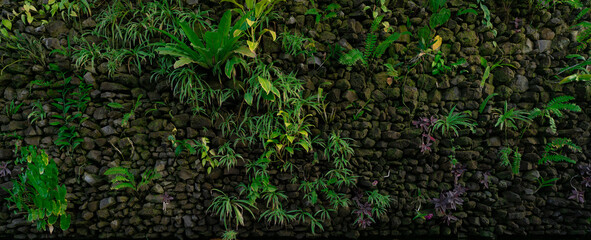 Green eco wall concept. Green ornamental plant on stone wall background. Sustainable building. Close to nature. Exterior architecture for decorative garden. Eco-friendly building. Clean environment.