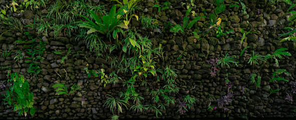 Green eco wall concept. Green ornamental plant on stone wall background. Sustainable building....