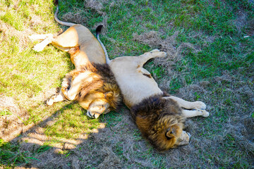 天気がいい日に背中合わせで昼寝する2匹のライオン
