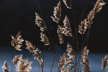 Plants in sunlight, stem texture, background
