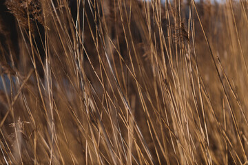 Fototapeta premium Plants in sunlight, stem texture, background