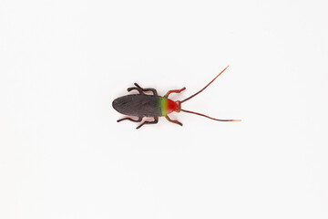 figurine cockroach toy on a white background