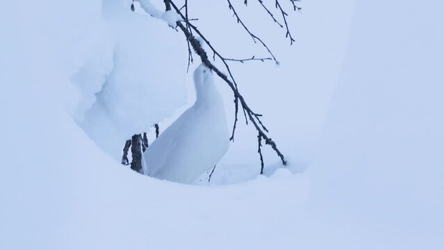 Willow ptarmigan feeding on some Birch buds on a winter evening in Riisitunturi National Park, Northern Finland
