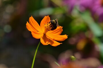 Une abeille qui butine