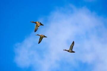wild ducks in flight on the background of the blue sky