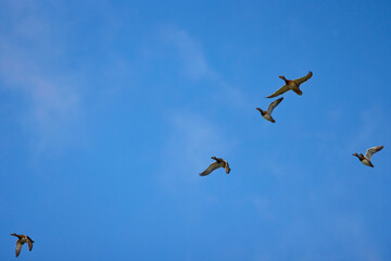 wild ducks in flight on the background of the blue sky