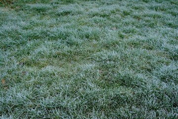 Makro Wiese mit Frost im Winter