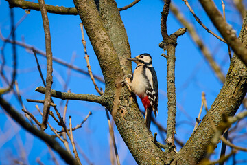 Great woodpecker (Dendrocopos major), male of this great bird sitting on branch, red feathers on the rear side of body, blue sky background