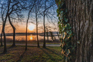 Beautiful bright landscape. Sunset over the lake in the spring forest. Tree trunk covered with ivy in the foreground