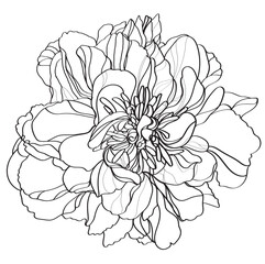 Peony vector illustration. Black and white floral vector illustration of a peony