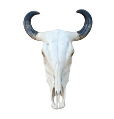 bull skull isolated on white - 573913821