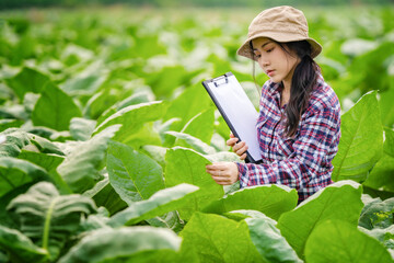 Female farmers use statistical data entry to examine, test and select new tobacco cultivation methods.
