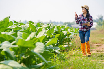 Female farmers use the internet's main data network from their mobile phones to monitor, test and select new cultivation methods, young farmers and tobacco farming.