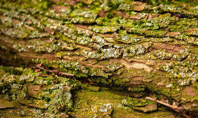Moss on the bark of a tree. Beautiful macro background surface texture of green moss and mushrooms in the forest.