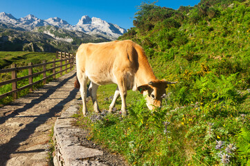 Asturian Mountain cattle cow sits on the lawn in a national park