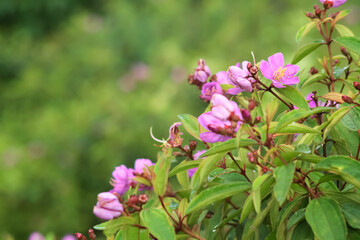 Beautiful photo of a bunch of Melastoma flowers.