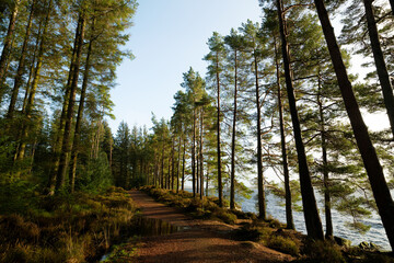 Looking up at tall Sitka spruce trees against blue sky in Kielder Northumberland