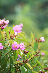 Beautiful photo of a bunch of Melastoma flowers.