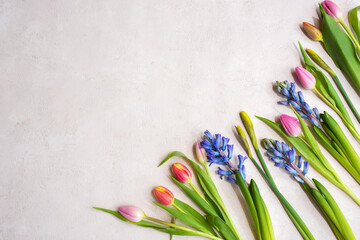 Different colorful spring flowers on pastel background. Top view, flat lay. Seasonal gardening...