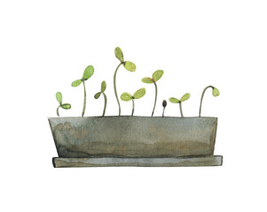 Potted flowers, garden flowers, bulb, sprouts, watercolor illustration highlighted on a white background