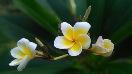yellow and white flower