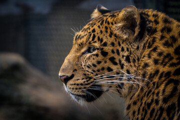 Chinese leopard portrait in nature