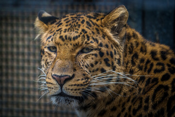 Chinese leopard portrait in nature