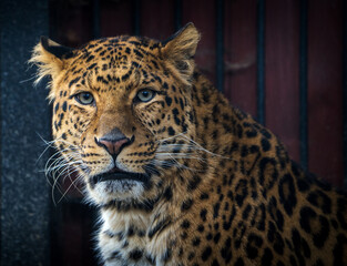 Fototapeta na wymiar Chinese leopard portrait in nature