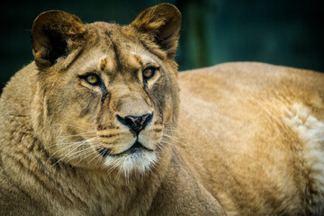 Fototapeta na wymiar lioness portrait from the zoo