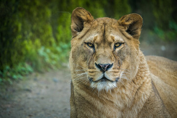 Obraz na płótnie Canvas lioness portrait from the zoo