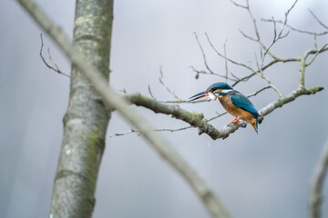kingfisher with a fish in its beak