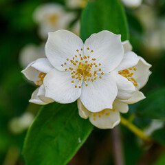 White jasmine flower. Corona petals, pistil, stamens and pollen visible.
