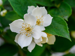 Obraz na płótnie Canvas White jasmine flower. Corona petals, pistil, stamens and pollen visible. 