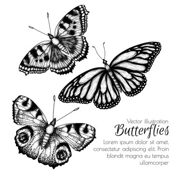 Vector illustration of 3 linear insects. Monarch Butterfly, Urticaria Butterfly, Peacock Butterfly in engraving style