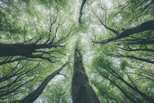 Fototapeta trees in the woods