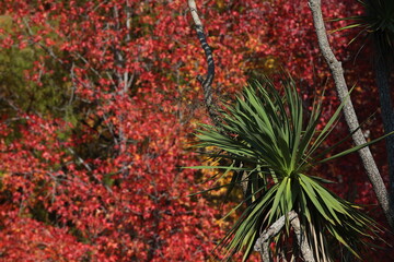 A green palm tree in front of a background of red leaves in autumn